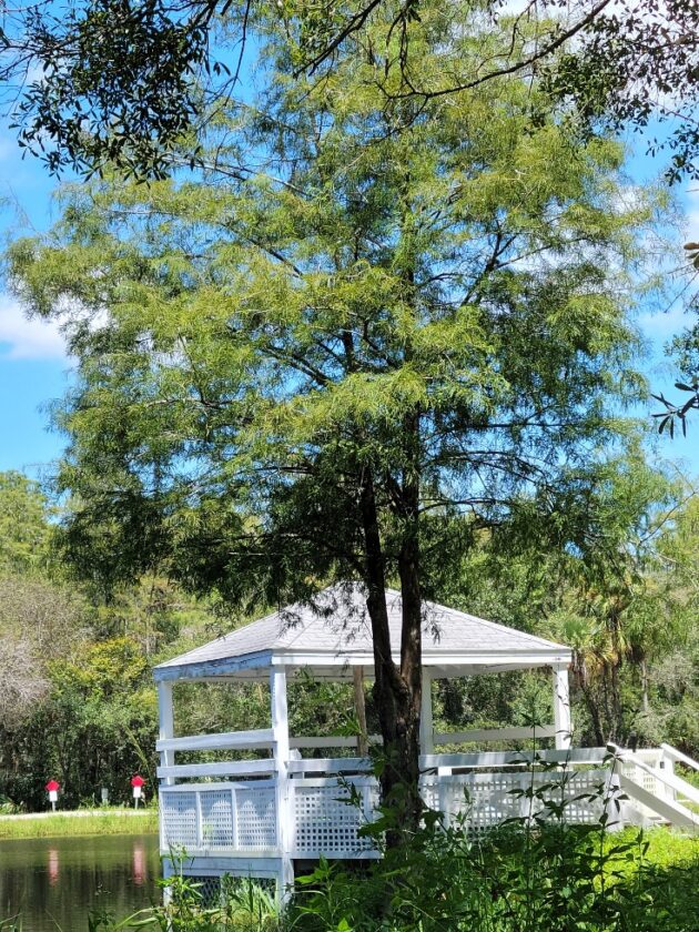 In the Garden: Bald cypress is sentinel of swamp